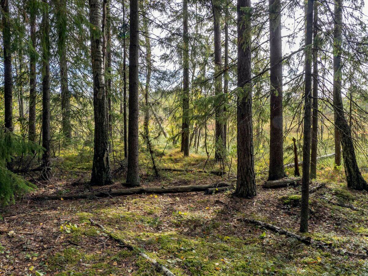A Finnish forest.